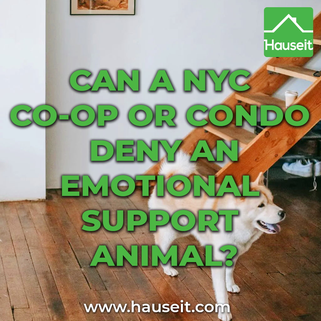 can-a-nyc-co-op-or-condo-deny-an-emotional-support-animal